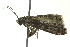  ( - BIOUG02122-D06)  @12 [ ] CreativeCommons - Attribution (2012) CBG Photography Group Centre for Biodiversity Genomics