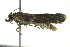  ( - BIOUG02129-A12)  @12 [ ] CreativeCommons - Attribution (2012) CBG Photography Group Centre for Biodiversity Genomics