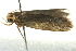  ( - BIOUG02129-G03)  @12 [ ] CreativeCommons - Attribution (2012) CBG Photography Group Centre for Biodiversity Genomics