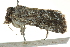  ( - BIOUG02213-A02)  @13 [ ] CreativeCommons - Attribution (2012) CBG Photography Group Centre for Biodiversity Genomics