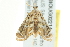  ( - BIOUG02214-F06)  @13 [ ] CreativeCommons - Attribution (2012) CBG Photography Group Centre for Biodiversity Genomics