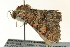  ( - BIOUG02214-H08)  @13 [ ] CreativeCommons - Attribution (2012) CBG Photography Group Centre for Biodiversity Genomics