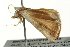  ( - BIOUG02215-D04)  @12 [ ] CreativeCommons - Attribution (2012) CBG Photography Group Centre for Biodiversity Genomics