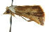  ( - BIOUG02215-G01)  @12 [ ] CreativeCommons - Attribution (2012) CBG Photography Group Centre for Biodiversity Genomics