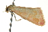  ( - BIOUG02215-H02)  @12 [ ] CreativeCommons - Attribution (2012) CBG Photography Group Centre for Biodiversity Genomics