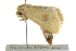  ( - BIOUG02217-A11)  @12 [ ] CreativeCommons - Attribution (2012) CBG Photography Group Centre for Biodiversity Genomics