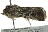 ( - BIOUG02217-B01)  @12 [ ] CreativeCommons - Attribution (2012) CBG Photography Group Centre for Biodiversity Genomics