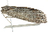  ( - BIOUG02217-E10)  @12 [ ] CreativeCommons - Attribution (2012) CBG Photography Group Centre for Biodiversity Genomics