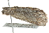  (Chlenias banksiaria PS1 - BIOUG02217-E11)  @12 [ ] CreativeCommons - Attribution (2012) CBG Photography Group Centre for Biodiversity Genomics