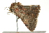  ( - BIOUG02217-H01)  @13 [ ] CreativeCommons - Attribution (2012) CBG Photography Group Centre for Biodiversity Genomics