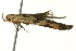  ( - BIOUG02218-F11)  @12 [ ] CreativeCommons - Attribution (2012) CBG Photography Group Centre for Biodiversity Genomics