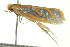  (Thudaca sp. ANICMK25 - BIOUG02218-G05)  @13 [ ] CreativeCommons - Attribution (2012) CBG Photography Group Centre for Biodiversity Genomics