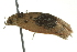  ( - BIOUG02218-H03)  @13 [ ] CreativeCommons - Attribution (2012) CBG Photography Group Centre for Biodiversity Genomics