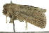  ( - BIOUG02219-C10)  @13 [ ] CreativeCommons - Attribution (2012) CBG Photography Group Centre for Biodiversity Genomics