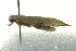  ( - BIOUG02220-E05)  @13 [ ] CreativeCommons - Attribution (2012) CBG Photography Group Centre for Biodiversity Genomics