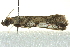  ( - BIOUG02242-C12)  @12 [ ] CreativeCommons - Attribution (2012) CBG Photography Group Centre for Biodiversity Genomics