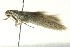  ( - BIOUG02244-H09)  @12 [ ] CreativeCommons - Attribution (2012) CBG Photography Group Centre for Biodiversity Genomics
