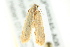  ( - BIOUG02245-A08)  @13 [ ] CreativeCommons - Attribution (2012) CBG Photography Group Centre for Biodiversity Genomics