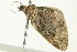  ( - BIOUG02245-C07)  @13 [ ] CreativeCommons - Attribution (2012) CBG Photography Group Centre for Biodiversity Genomics