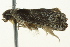  (GenusANIC_A sp. ANIC6 - BIOUG02245-D01)  @12 [ ] CreativeCommons - Attribution (2012) CBG Photography Group Centre for Biodiversity Genomics