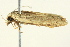  ( - BIOUG02245-G06)  @12 [ ] CreativeCommons - Attribution (2012) CBG Photography Group Centre for Biodiversity Genomics