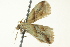  ( - BIOUG02245-H10)  @14 [ ] CreativeCommons - Attribution (2012) CBG Photography Group Centre for Biodiversity Genomics