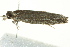  ( - BIOUG02246-G03)  @12 [ ] CreativeCommons - Attribution (2012) CBG Photography Group Centre for Biodiversity Genomics