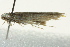  ( - BIOUG02246-H02)  @12 [ ] CreativeCommons - Attribution (2012) CBG Photography Group Centre for Biodiversity Genomics