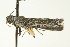  ( - BIOUG02247-A01)  @12 [ ] CreativeCommons - Attribution (2012) CBG Photography Group Centre for Biodiversity Genomics