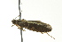  ( - BIOUG02247-C03)  @13 [ ] CreativeCommons - Attribution (2012) CBG Photography Group Centre for Biodiversity Genomics