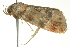  (Acmotoma magniferella - BIOUG02247-D02)  @14 [ ] CreativeCommons - Attribution (2012) CBG Photography Group Centre for Biodiversity Genomics