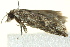 ( - BIOUG02248-F08)  @12 [ ] CreativeCommons - Attribution (2012) CBG Photography Group Centre for Biodiversity Genomics