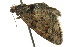  ( - BIOUG02249-D05)  @13 [ ] CreativeCommons - Attribution (2012) CBG Photography Group Centre for Biodiversity Genomics