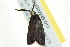  ( - BIOUG02249-D11)  @13 [ ] CreativeCommons - Attribution (2012) CBG Photography Group Centre for Biodiversity Genomics