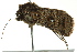  ( - BIOUG02249-E09)  @11 [ ] CreativeCommons - Attribution (2012) CBG Photography Group Centre for Biodiversity Genomics