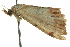  ( - BIOUG02249-F01)  @13 [ ] CreativeCommons - Attribution (2012) CBG Photography Group Centre for Biodiversity Genomics