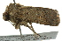  ( - BIOUG02249-G03)  @13 [ ] CreativeCommons - Attribution (2012) CBG Photography Group Centre for Biodiversity Genomics