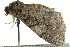  ( - BIOUG02250-A04)  @13 [ ] CreativeCommons - Attribution (2012) CBG Photography Group Centre for Biodiversity Genomics