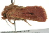  ( - BIOUG02250-A12)  @13 [ ] CreativeCommons - Attribution (2012) CBG Photography Group Centre for Biodiversity Genomics