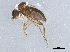  ( - BIOUG01300-A12)  @12 [ ] CreativeCommons - Attribution (2012) CBG Photography Group Centre for Biodiversity Genomics