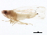  (Dikrella cruentata - BIOUG01308-B04)  @14 [ ] CreativeCommons - Attribution (2012) CBG Photography Group Centre for Biodiversity Genomics
