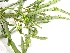 (Phyllanthus niruroides - AWOM_UPH_PU_030)  @11 [ ] CreativeCommons - Attribution Non-Commercial Share-Alike (2014) Daniel Awomukwu University of Port Harcourt