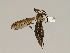  (Prionocera unimicra - 08PROBE-1266)  @14 [ ] Unspecified (default): All Rights Reserved  Unspecified Unspecified