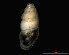  (Carychium tridentatum - 1602d_SUI_LeBouillet)  @14 [ ] CreativeCommons - Attribution Non-Commercial Share-Alike (2011) Unspecified AG Phylogeny and Systematics, Goethe-University, Frankfurt a.M., Germany