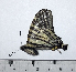  (Graphium eurous asakurae - GE14-01)  @11 [ ] Unspecified (default): All Rights Reserved (2018) Shaoji Hu Yunnan University