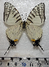  (Graphium eurous inthanon - GE16-01)  @11 [ ] Unspecified (default): All Rights Reserved (2018) Shaoji Hu Yunnan University