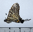  (Graphium eurous meridionalis - GE20-01)  @11 [ ] Unspecified (default): All Rights Reserved (2018) Shaoji Hu Yunnan University