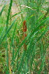  ( - JG066)  @11 [ ] No Rights Reserved  Unspecified Unspecified