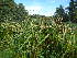  ( - MvdB0052)  @11 [ ] No Rights Reserved  Unspecified Unspecified