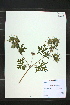  ( - MT00179243)  @11 [ ] CreativeCommons - Attribution Non-Commercial (2012) MT Herbier Marie-Victorin